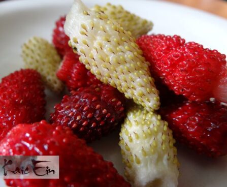 Fragaria vesca var. semperflorenskuumaasika viljad mix