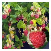Rubus-idaeus-Sweet-Sunshine