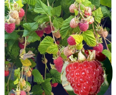 Rubus-idaeus-Sweet-Sunshine