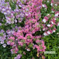 Nemesia caerulea-nemeesia Mix