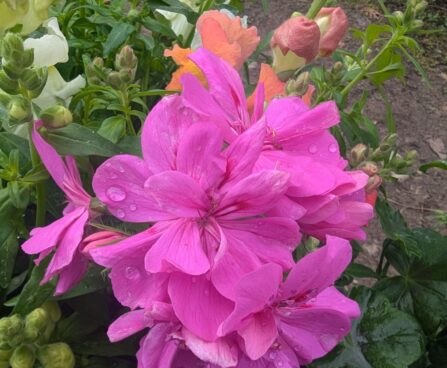 Pelargonium peltatum 1pelargoon, luuderohulehine