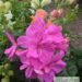 Pelargonium peltatum 1pelargoon, luuderohulehine