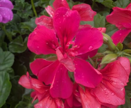 Pelargonium peltatum 3pelargoon, luuderohulehine