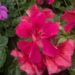 Pelargonium peltatum 3pelargoon, luuderohulehine