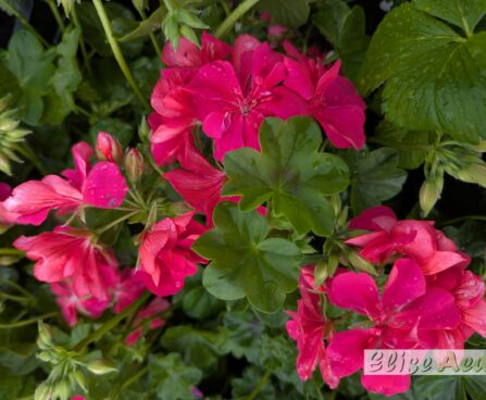 Pelargonium peltatum 4pelargoon, luuderohulehine