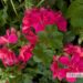 Pelargonium peltatum 4pelargoon, luuderohulehine