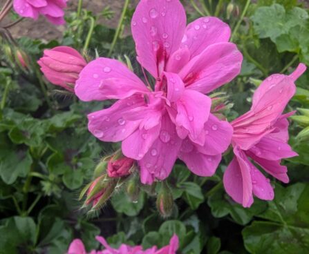 Pelargonium peltatum 5pelargoon, luuderohulehine