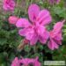 Pelargonium peltatum 5pelargoon, luuderohulehine