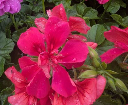 Pelargonium peltatum 6pelargoon, luuderohulehine