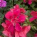 Pelargonium peltatum 6pelargoon, luuderohulehine