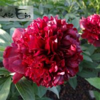 Paeonia officinalis pojeng Rubra- Plena
