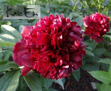 Paeonia officinalis pojeng Rubra- Plena