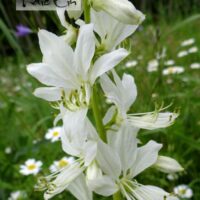 Dictamnus albus `Albiflorus`-moosesepõõsas valge