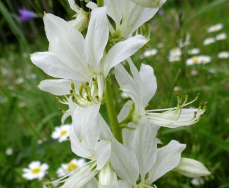 Dictamnus albus `Albiflorus`-moosesepõõsas valge