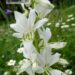 Dictamnus albus `Albiflorus`-moosesepõõsas valge