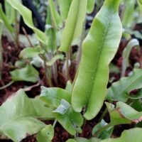 Asplenium scolopendrium-keel- raunjalg e. põdrakeel