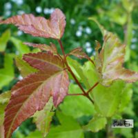 Acer ginnala-ginnala vaher