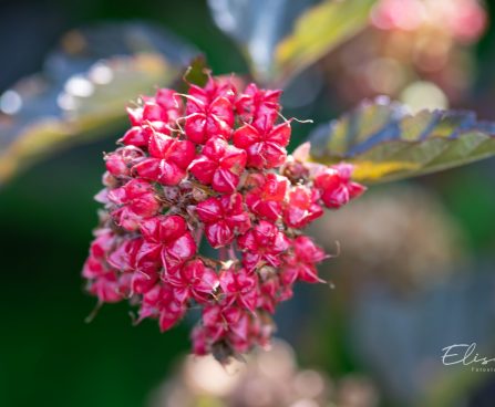 2039_10332_Physocarpus_opulifolius_Red_Baron__lodjap-poisenelas.jpg