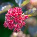 2039_10332_Physocarpus_opulifolius_Red_Baron__lodjap-poisenelas.jpg