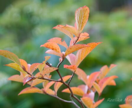 2041_7900_Stewartia_pseudocamellia_.JPG