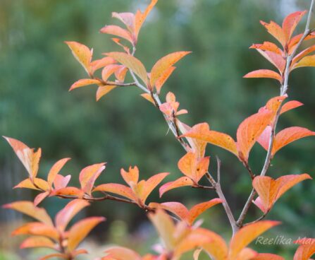 2041_7901_Stewartia_pseudocamellia__2.JPG