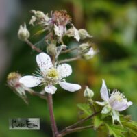 Rubus fruticosus `Thornless Evergreen`-pampel