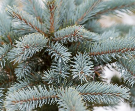 2051_7097_Picea_pungens_Edith_.JPG