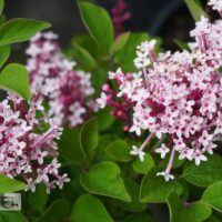 Syringa TINKERBELLE `Baibelle`-sirel