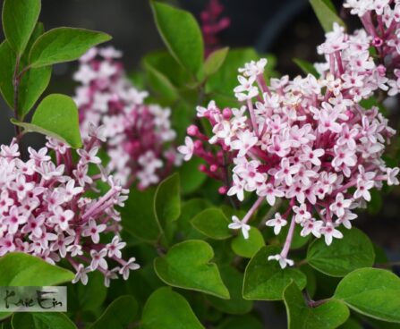 Syringa TINKERBELLE `Baibelle`-sirel
