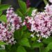 Syringa TINKERBELLE `Baibelle`-sirel