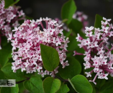 Syringa TINKERBELLE `Baibelle`-sirel2