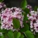 Syringa TINKERBELLE `Baibelle`-sirel2