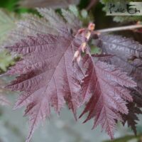 Corylus avellana `Burgundy Lace`-sarapuu lõhislehine 2