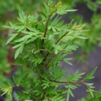 Syringa x laciniata-lõhislehine sirel