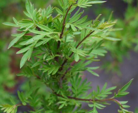 Syringa x laciniata-lõhislehine sirel