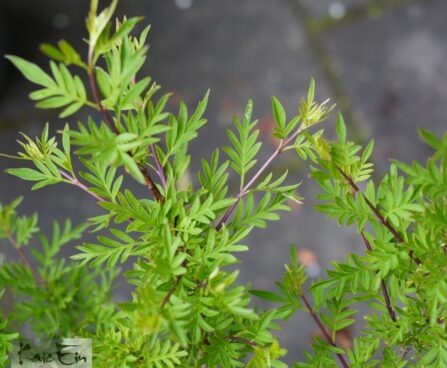 Syringa x laciniata-lõhislehine sirel.2jpg