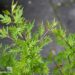 Syringa x laciniata-lõhislehine sirel.2jpg