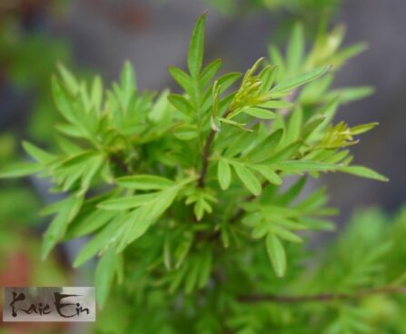 Syringa x laciniata-lõhislehine sirel.3jpg