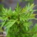 Syringa x laciniata-lõhislehine sirel.3jpg