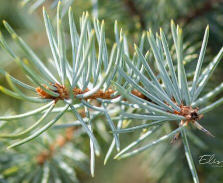 2051_9917_Picea_pungens_Edith_torkav_kuusk.jpg