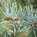 2051_9917_Picea_pungens_Edith_torkav_kuusk.jpg