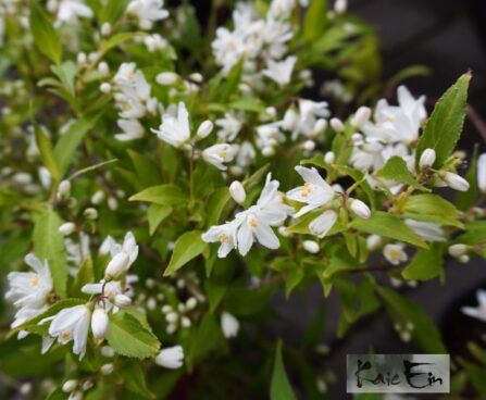 Deutzia `Yuki Snowflake`- deutsia.2 jpg
