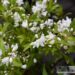 Deutzia `Yuki Snowflake`- deutsia.2 jpg