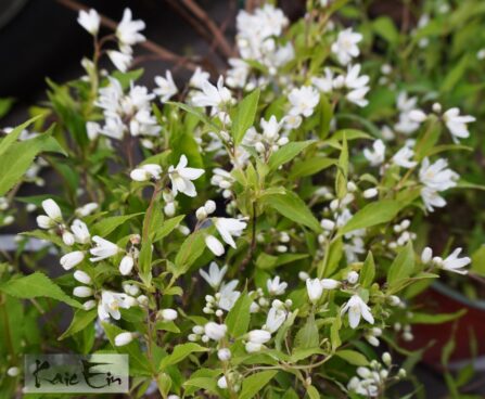 Deutzia `Yuki Snowflake`- deutsia