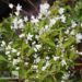 Deutzia `Yuki Snowflake`- deutsia