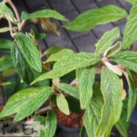 Viburnum rhytidophyllum- kurdlehine lodjapuu.2jpg