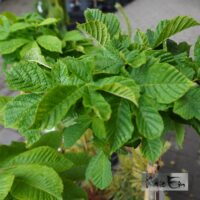 Aesculus hippocastanum `Monstrosa`-hobukastan