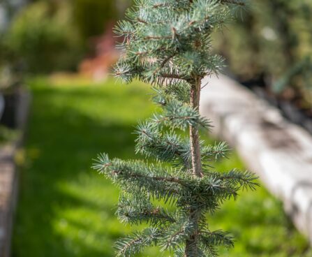 2051_9918_Picea_pungens_Edith_torkav_kuusk_2.jpg