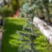 2051_9918_Picea_pungens_Edith_torkav_kuusk_2.jpg