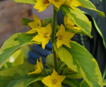 Lysimachia punctata ` Golden Alexander`.täpinine metsvits